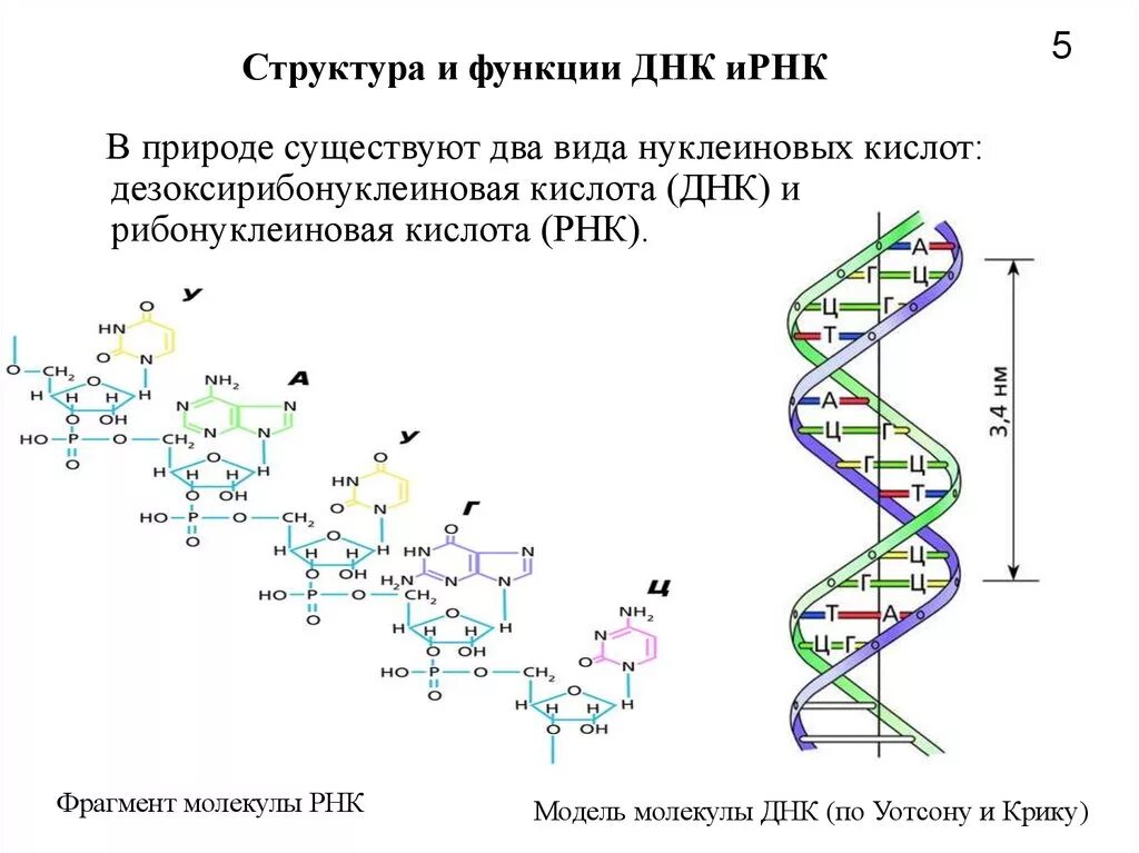 Открытые структуры днк. Первичная структура ДНК функции. Структура дезоксирибонуклеиновой кислоты (ДНК).. Структура и функции молекул ДНК. Строение и функции ДНК биохимия.