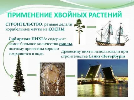 Применение пихты