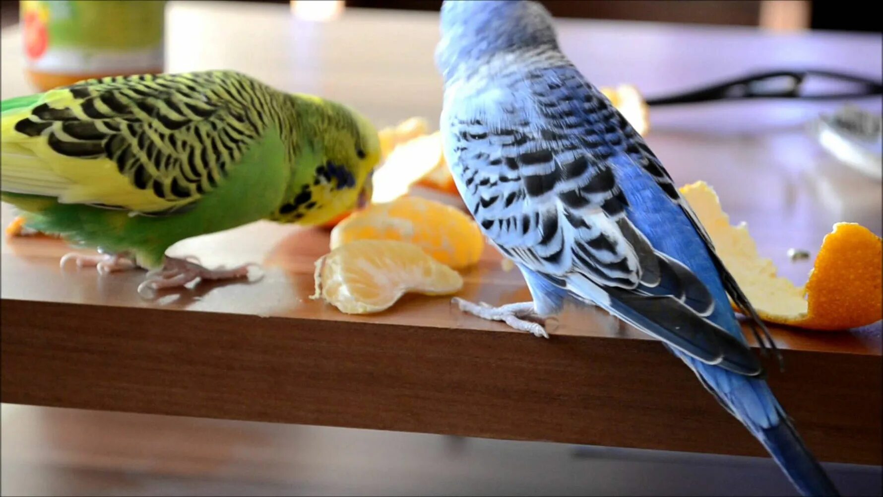 Свёкла для волнистых попугаев. Можно ли рис попугаям. Волнистый попугай получех. Можно ли рис попугаям. Что едят волнистые попугаи в домашних условиях.