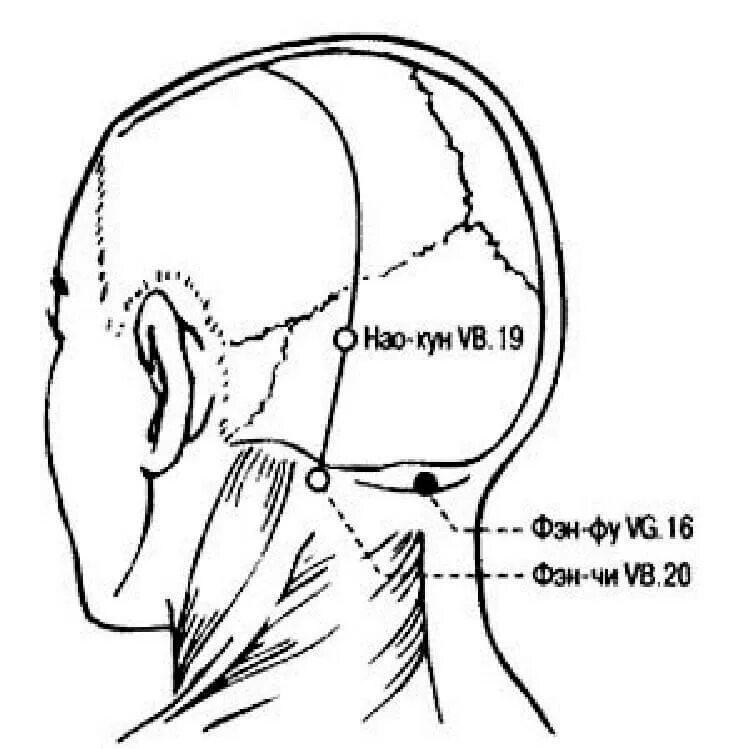 Схема головы для парикмахеров. Деление волос на 4 зоны схема. Затылок это где. Точка фэн чи конфуция. Характеристика затылочной кости.