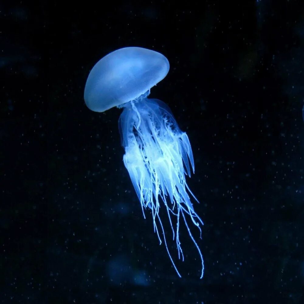 Средневодная медуза. Медуза Джеллифиш. Тигровая медуза. Медуза волосистая цианея. Медуза не умеет плавать в ночи