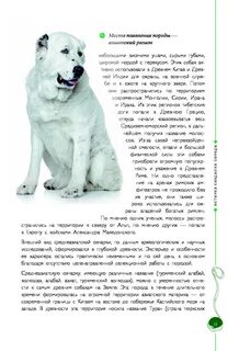 Алабай описание