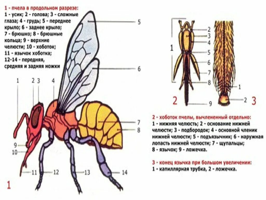 Отделы тела пчелы медоносной. Строение крыльев пчелы. Строение пчелы медоносной. Строение тела осы. Внутреннее строение пчелы медоносной.
