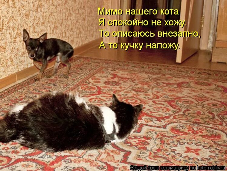 Коты и собаки с надписями. Собака крадется. Кот на ковре. Прикол кот на ковре.