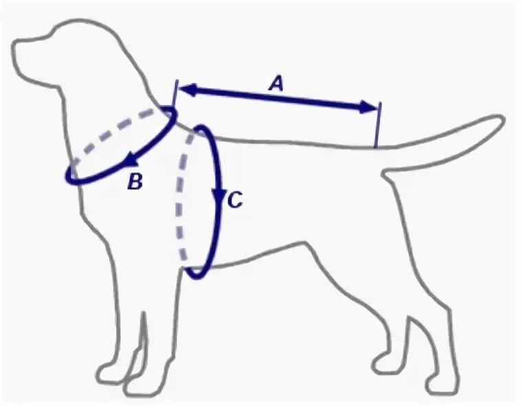Как померить собаку. Как померить собаку. Измерить собаку для одежды. Мерки крупной собаки. Измерение собак для ошейника.