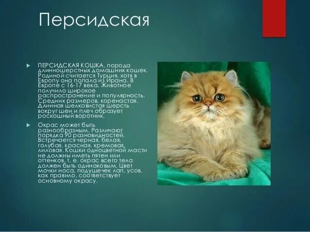 Перс сведения штраф. Проект персидская кошка. сведения о персидской кошке. сообщение о персидской кошке. персидский кот порода описание.