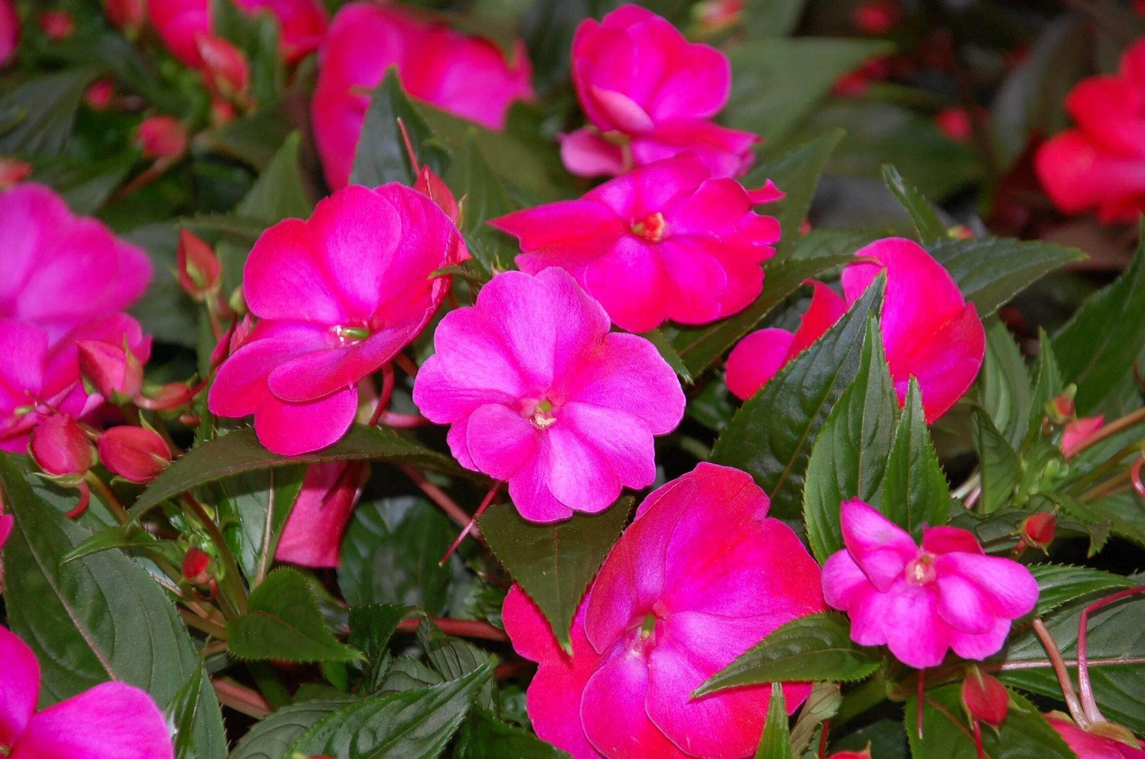 Бальзамин. Бальзамин Уоллера новогвинейский. Бальзамин Impatiens. Бальзамин садовый.