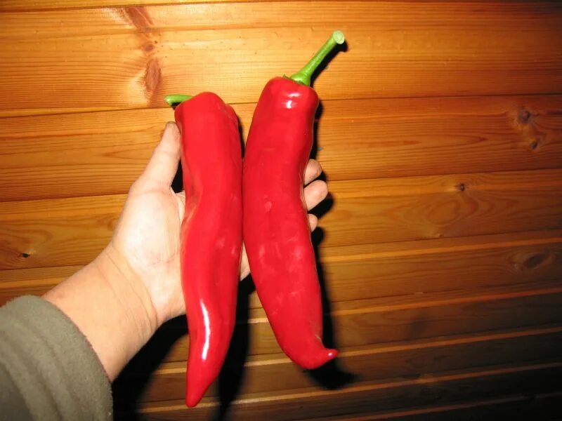 Arapaho - (F1) Cayenne Pepper Seed Johnny's Selected Seeds in 2020 Stuffed peppe