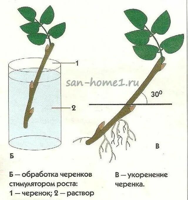 Как правильно посадки сделать. Размножение роз черенкованием. Черенок розы флорибунда. Укоренить черенок розы. Укоренение черенков роз.