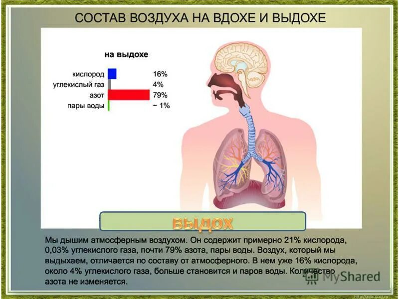 Движение кислорода воздуха. Последовательность газообмена в легких человека. Движение кислорода воздуха. Углекислый газ выдох. Парциальное давление кислорода в воздухе.