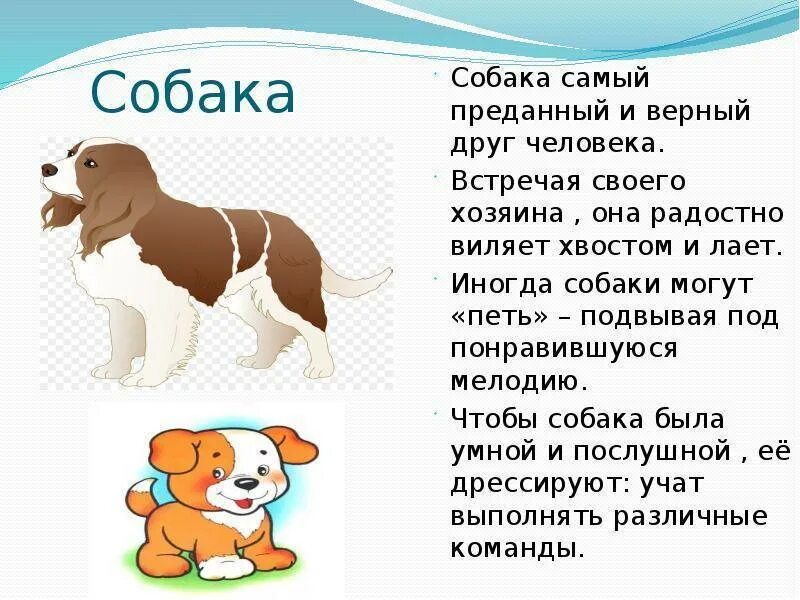 Собака самый преданный друг. Вывод собака друг человека. Собака друг и помощник человека. Собака верный друг человека презентация.