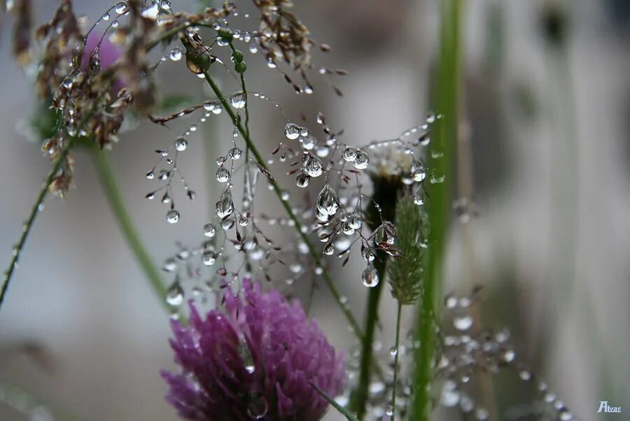 Роса на цветах. Полевые цветы после дождя. Цветы под дождем.