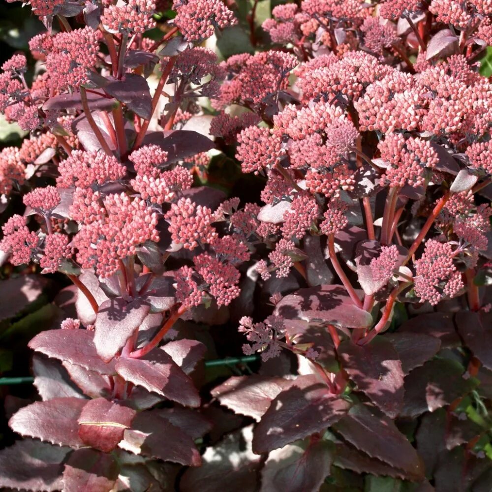 Очиток телефиум 'Purple Emperor'. Седум Пепл Эмпэрэ. Очиток телефиум (Sedum telephium `Munstead Dark Red`). Седум Пурпл Эмперор.