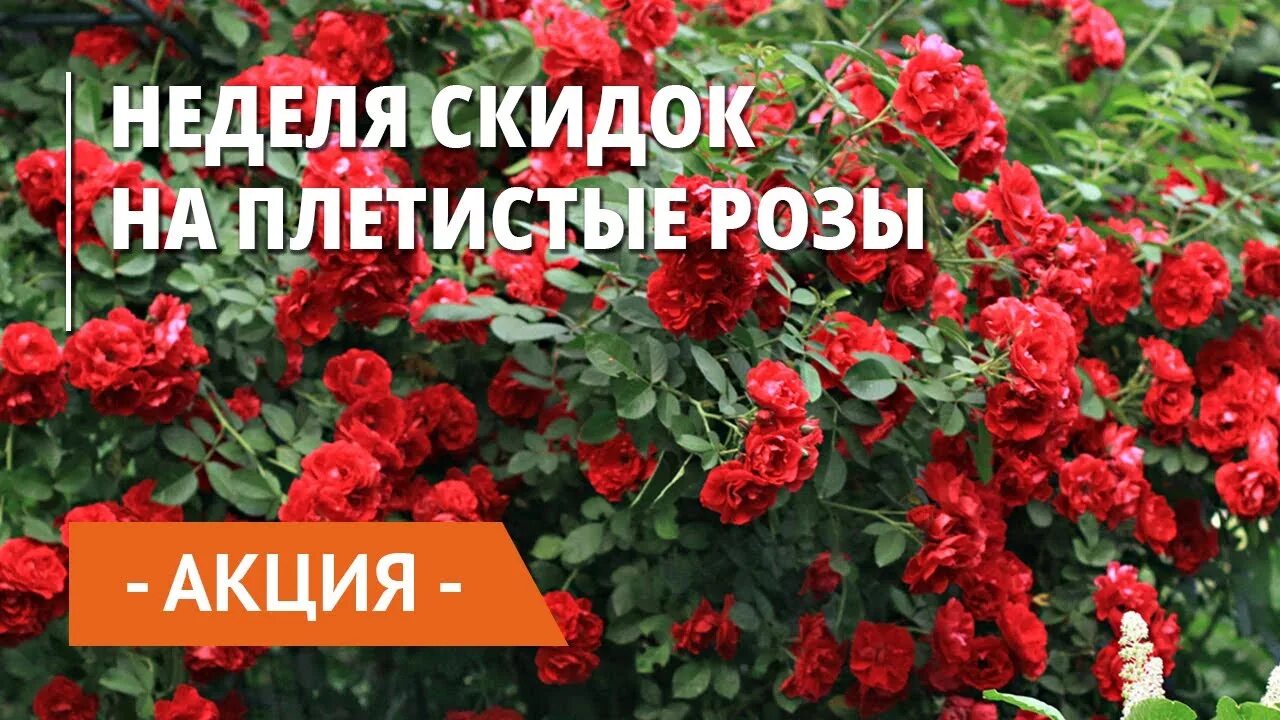 Акция на розы. Акция саженцы розы. Акция на саженцы роз. Акция на саженцы роз. Акция саженцы розы.