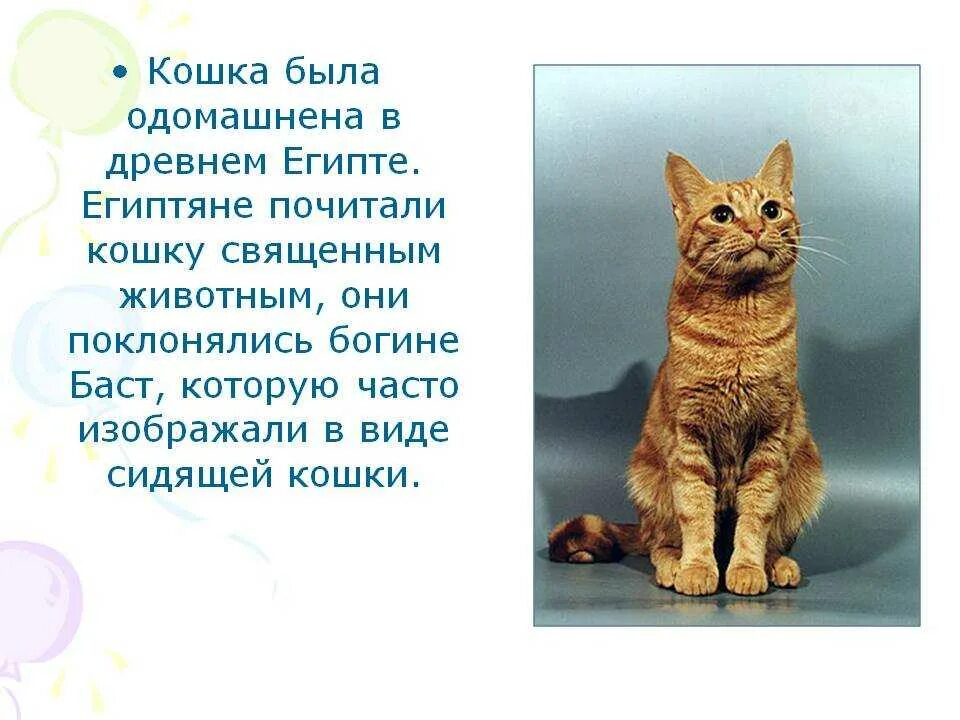 Рассказ о кошках окружающий мир. Легенды о кошках. Легенда о животном. Легенды о животных для детей. Легенды о животных 2 класс.