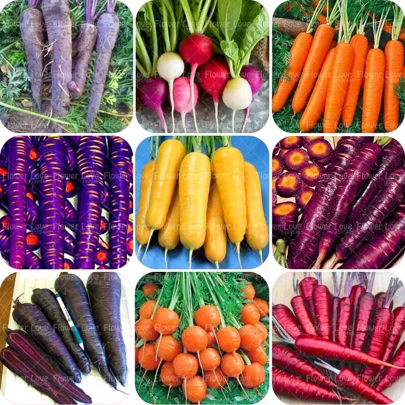 Vegetable seed. Семена овощей. Ассортимент овощей. Овощи разные. Семена в ассортименте.
