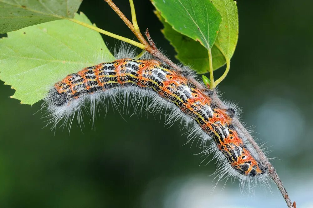 Гусеница бабочки 7. Phalera Bucephala гусеница. Лунка серебристая гусеница. Phalera bucephaloides гусеница. Лунка серебристая гусеница и бабочка.