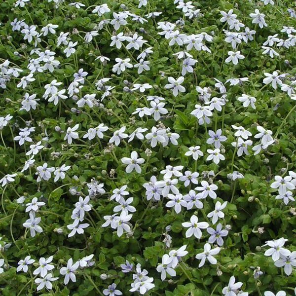 Blue Star Creeper (Isotoma Fluviatilis) - Zone 5-9 Part Shade-Full Sun 2"-4" Hei