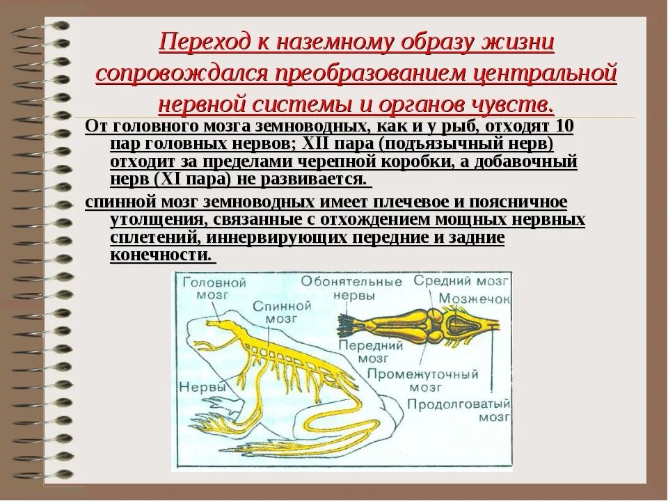 Появление в процессе эволюции пятипалых конечностей. Переход к наземному образу жизни. Эволюционные преобразования земноводных. Происхождение земноводных 7 класс биология. Предки земноводных.