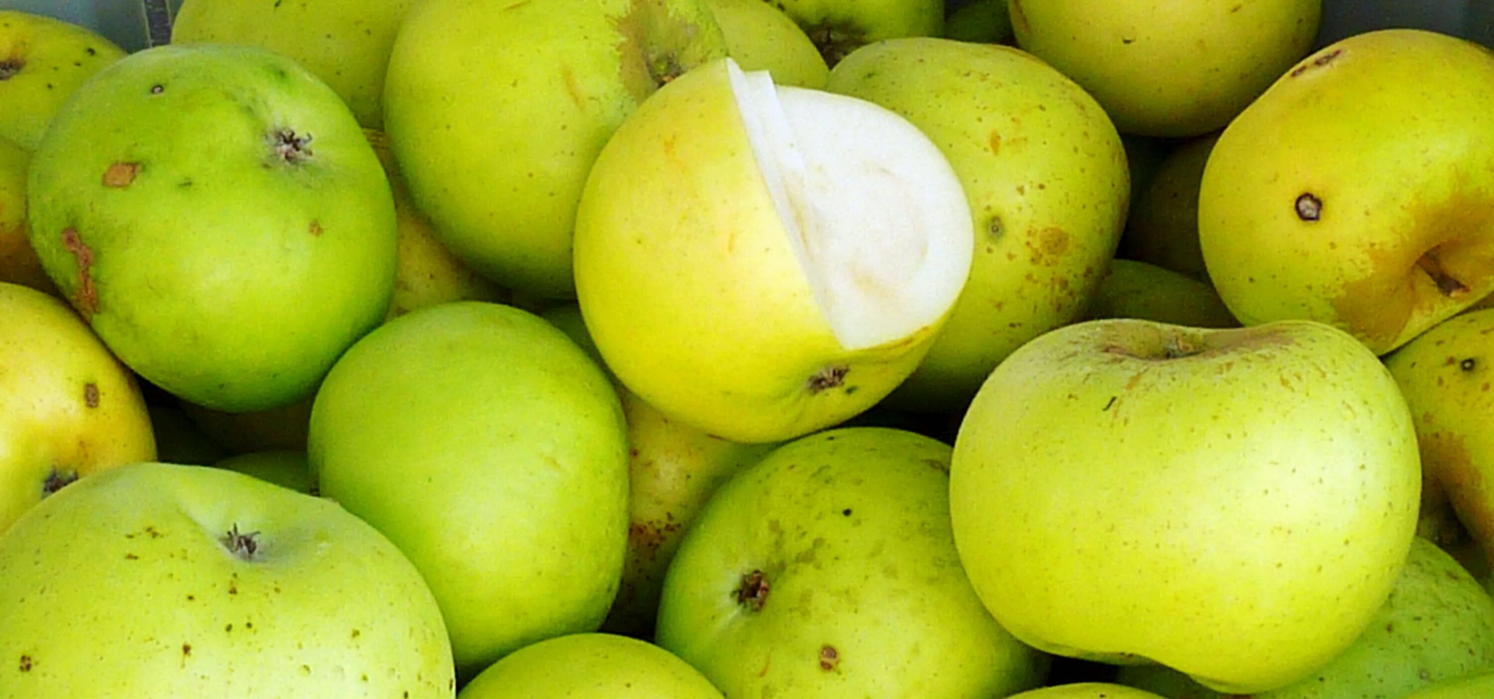 Зеленые сладкие яблоки сорт. Кислые сорта яблок. landscape apple.