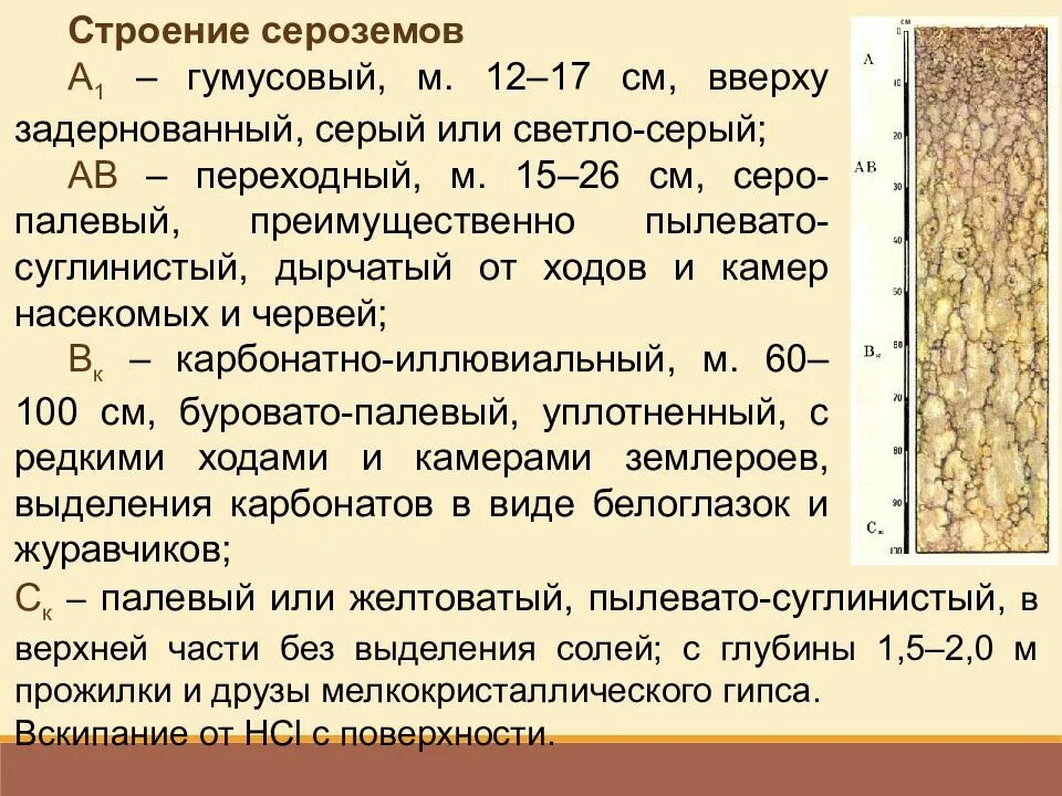 Какие почвы в субтропиках. Желтоземы и красноземы в России. Желтоземы в субтропиках. «Почвы субтропического пояса» музей почвоведения. Желтозёмы и краснозёмы почвы характеристика.