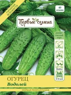 Сорт огурцов водолей