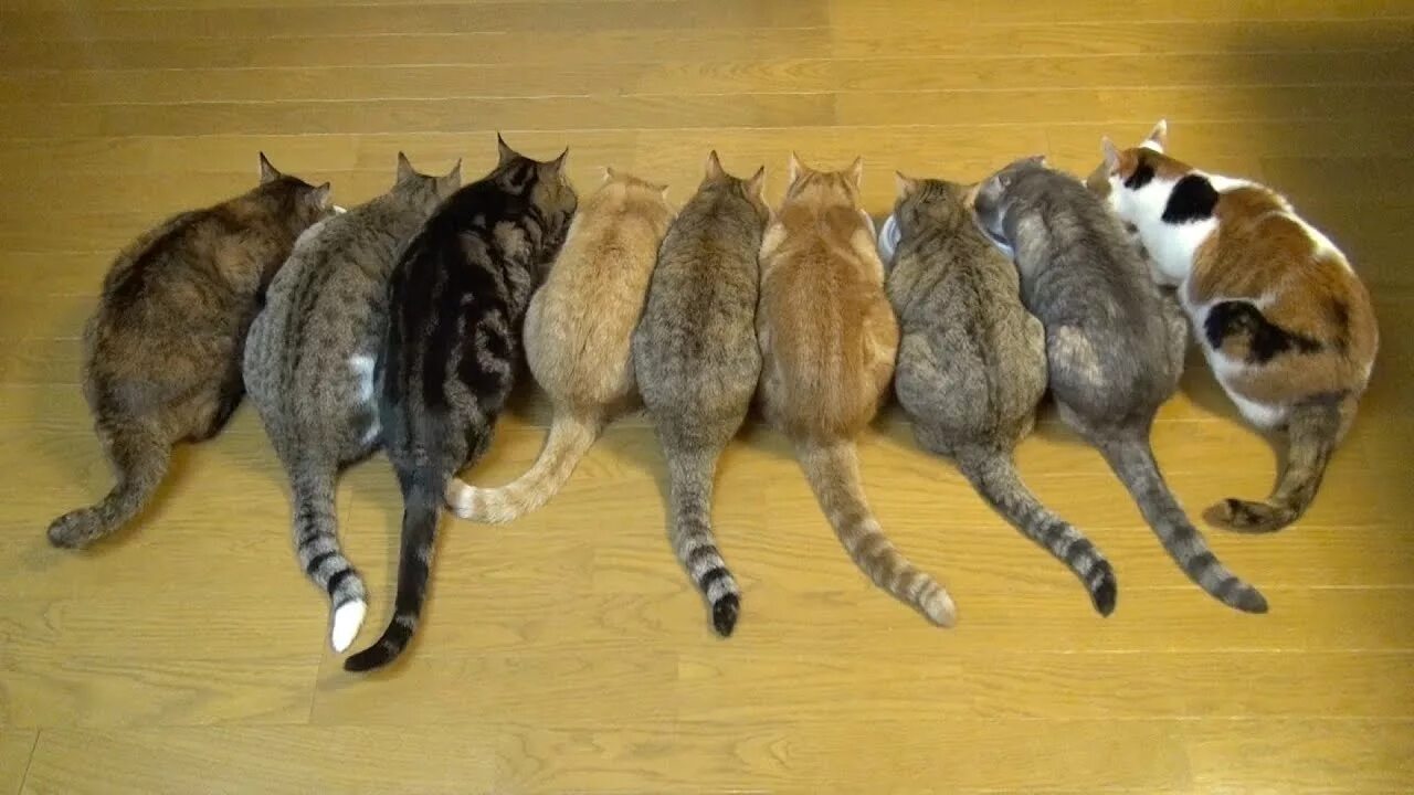 Кошечки 9. 10 Кошек. Девять кошек. 9 Котят. Котята 9шт.