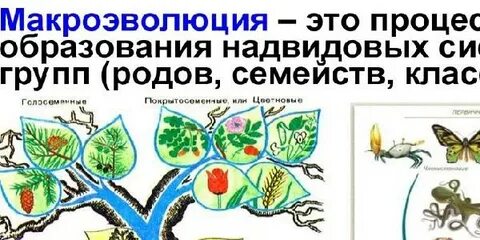 Макроэволюция тест