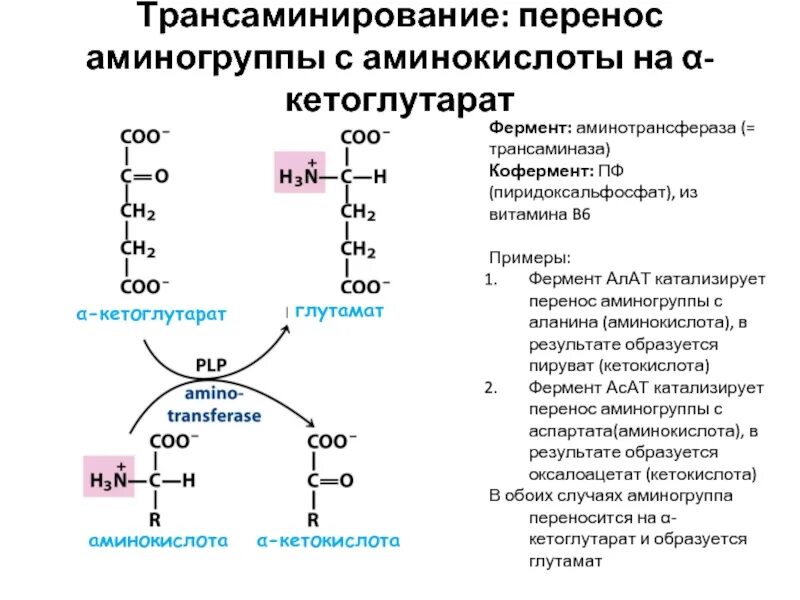 Ферменты необходимы для синтеза. Трансаминирование витамина в6. Трансаминирование: аминотрансферазы. Трансаминирование аминокислот. Роль витамина в6.. Трансаминирование аминокислот.биологическая роль.биохимия.