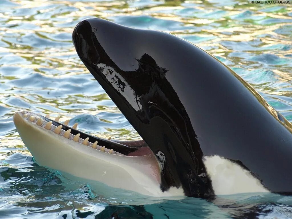 Кейко кит убийца. Касатка дельфин акула. Кит и касатка и дельфин. Кит касатка и человек. Кит акула касатка дельфин.