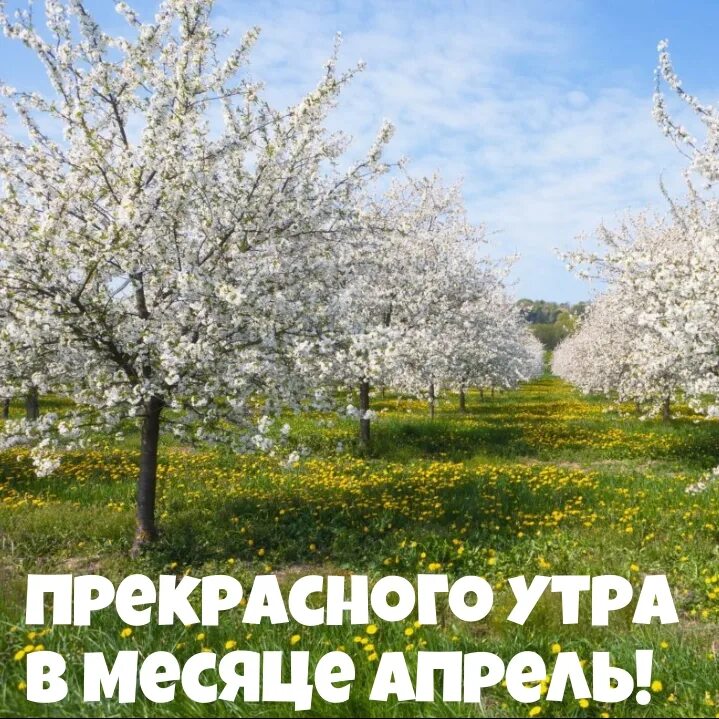 Доброе апрельское утро с надписью. Доброе утро апрель картинки. С добрым утром апреля картинки. Доброе апрельское утро картинки. Доброе апрельское утро картинки с надписями.