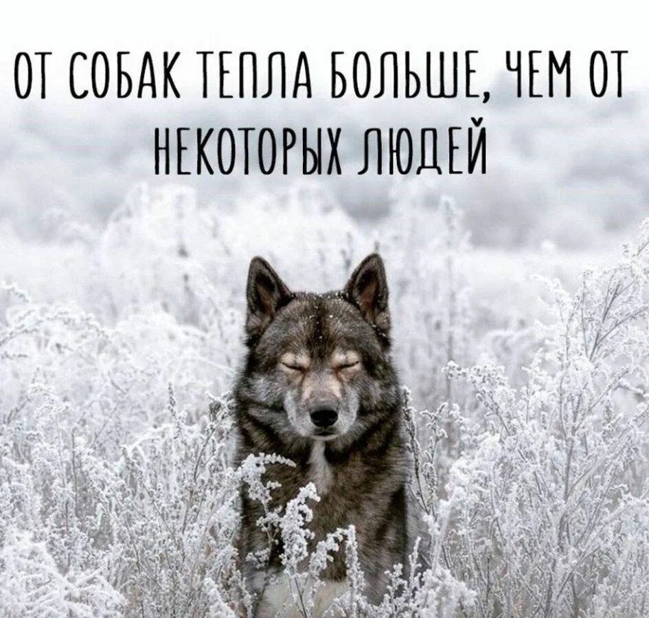 Фотопортрет волка. Волков портрет. Однажды один разумный человек стал подкармливать волков. Волк спит. Злой волк.