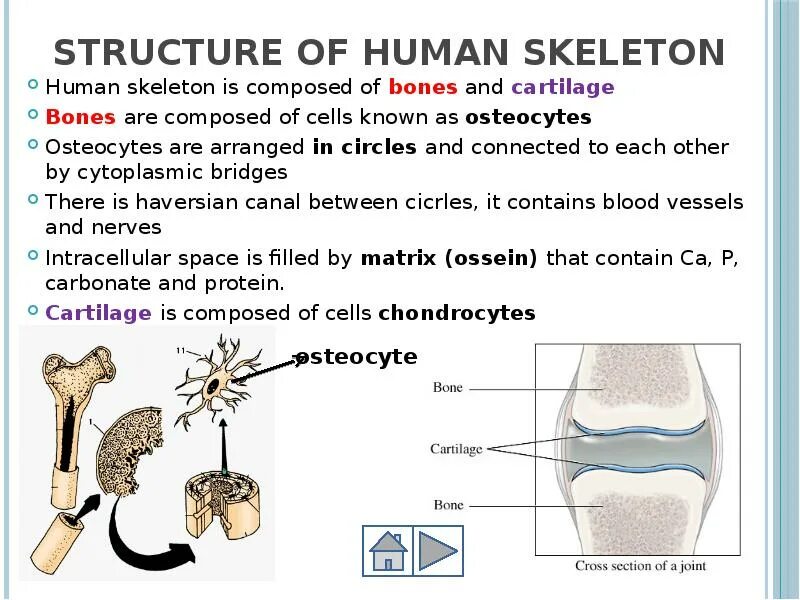The skeleton is composed of bones. Locomotion system. human locomotion. human skeleton bones cartilage skeleton.