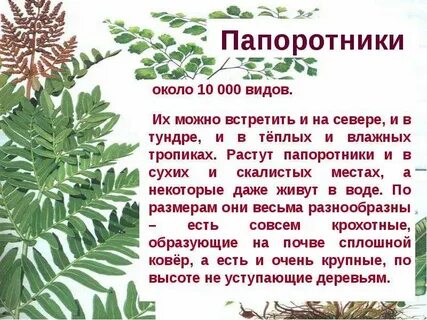 Папоротники 3 класс