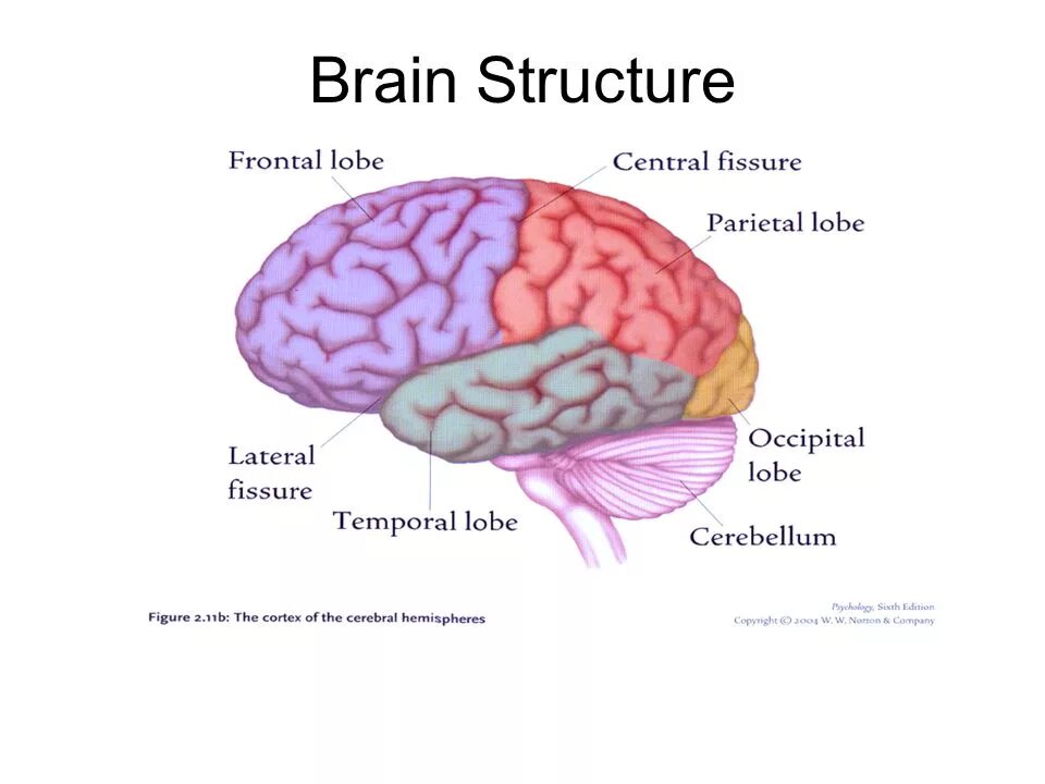 Brain capabilities. Brain structure. Physical structure of the Human Brain. Brain structure and function. Головной мозг на английском.