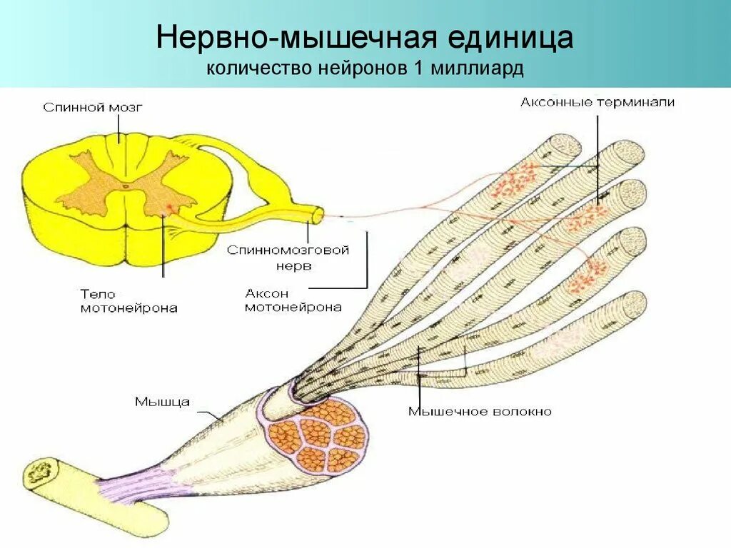 Мышцы нервную систему. Нервно мышечный. нервная система и мышцы. нервно мышечная связь. строение нервно-мышечной системы.