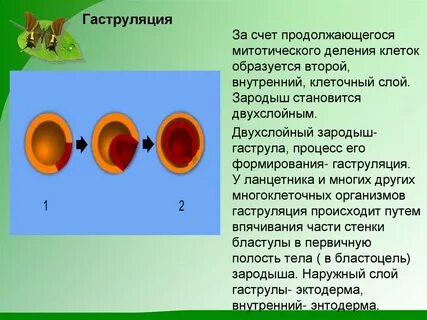 Особенности гаструляции у разных классов позвоночных животных