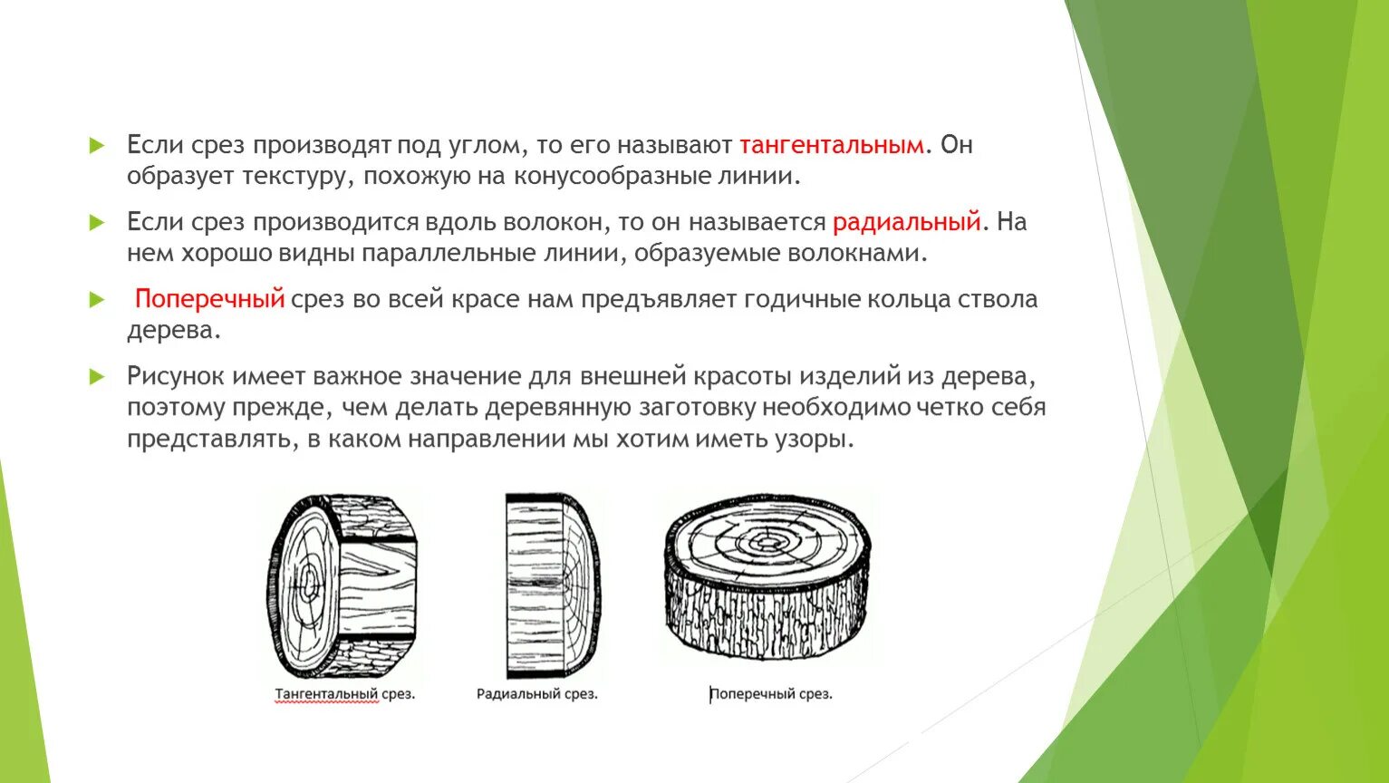 Виды срезов. Тангентальный срез. Радиальный срез. Продольный и поперечный срез разница.