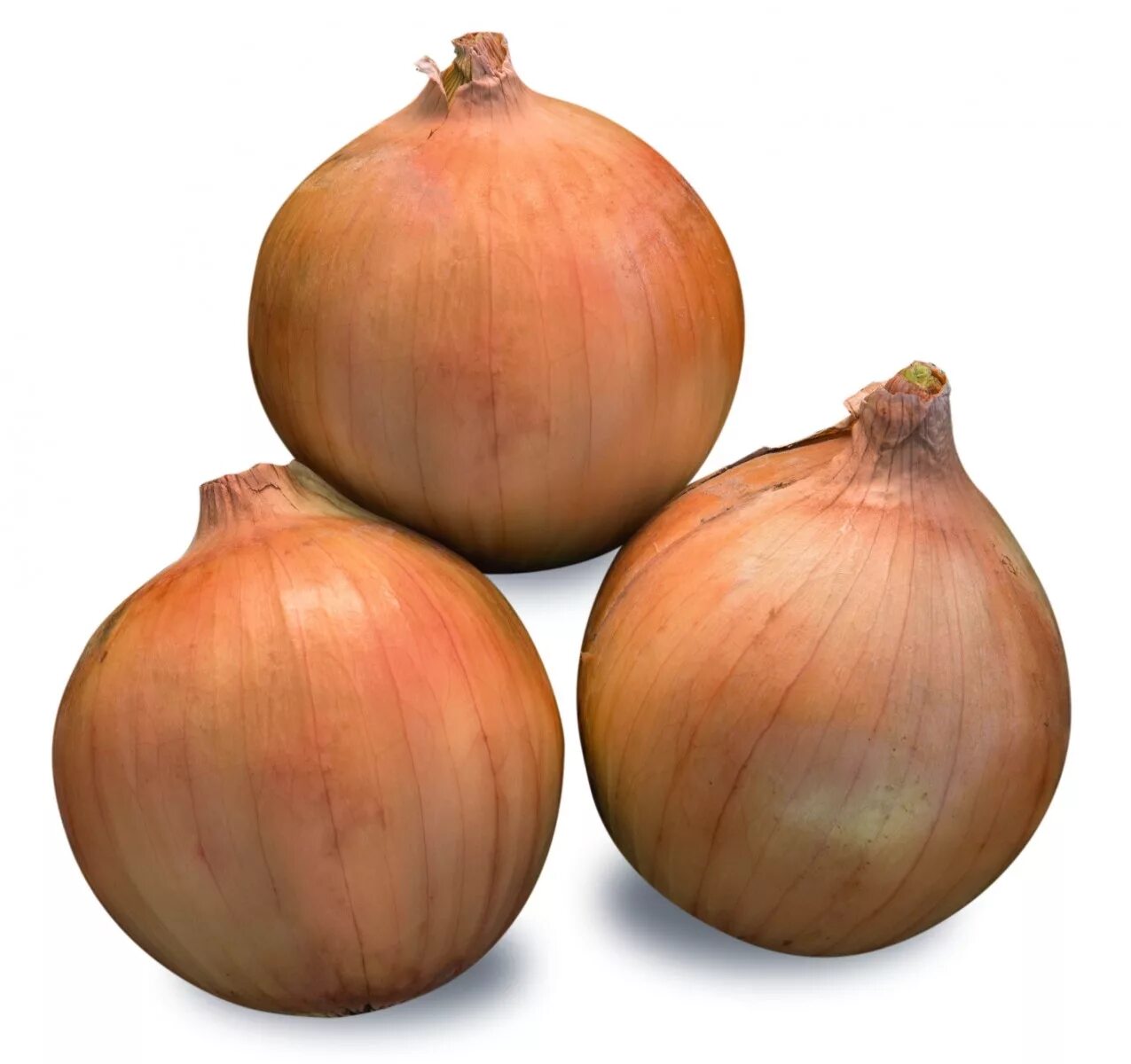 Лук зеленый скороспелый. Лук батун всходы. Лук недели. Лук севок всходы. Лук севок на зелень.