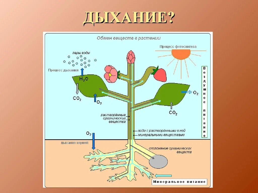 Схема обмена веществ у растений. Схема обмена веществ у растений 6. Схема обмен веществ у растений биология 6 класс. Основные пути передвижения веществ в процессе фотосинтеза. Тест по теме фотосинтез дыхание 6 класс