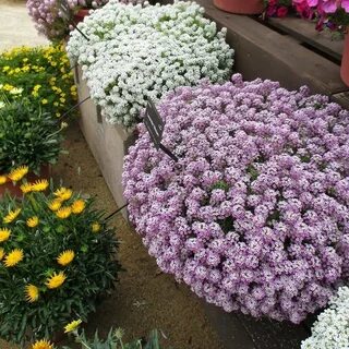 Сколько алиссума сажать в кашпо