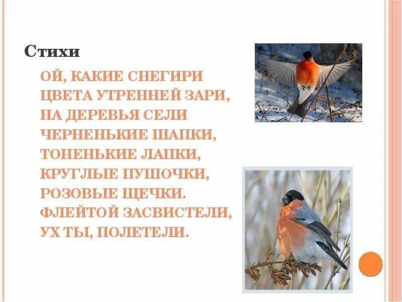 Текст стихотворения снегирь. Стиг про снегиря. Снегирь для детей. Стихотворение про снегиря для детей. Стих про снегиря.