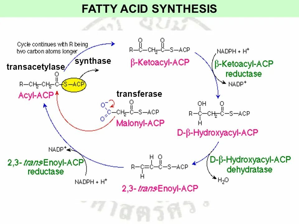 Proleptic revised metonic cycle