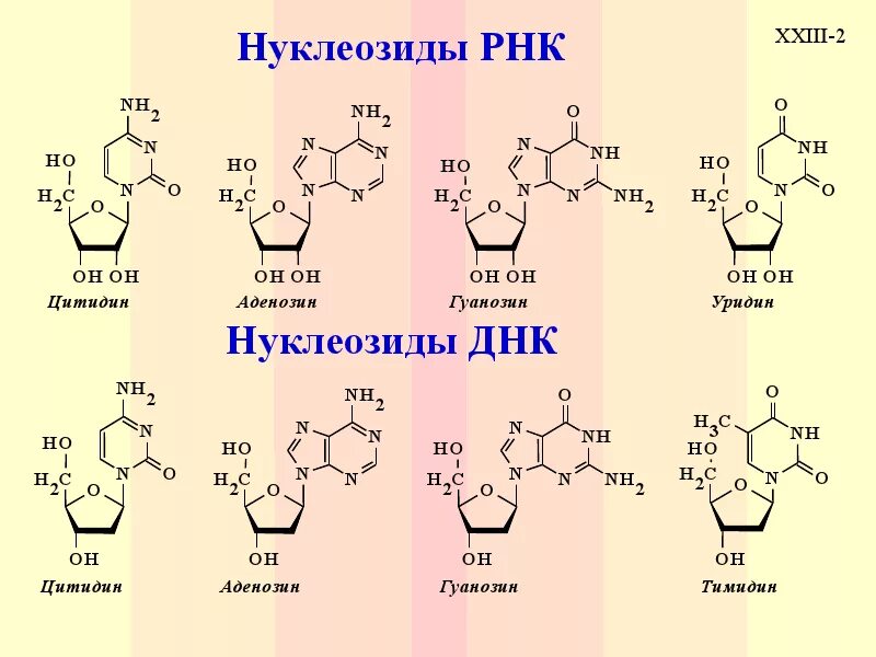 Сколько нуклеотидов содержит м рнк. Формула нуклеотида РНК. Формулы нуклеотидов входящих в состав РНК. Строение нуклеозида аденозина. Нуклеозид уридин.