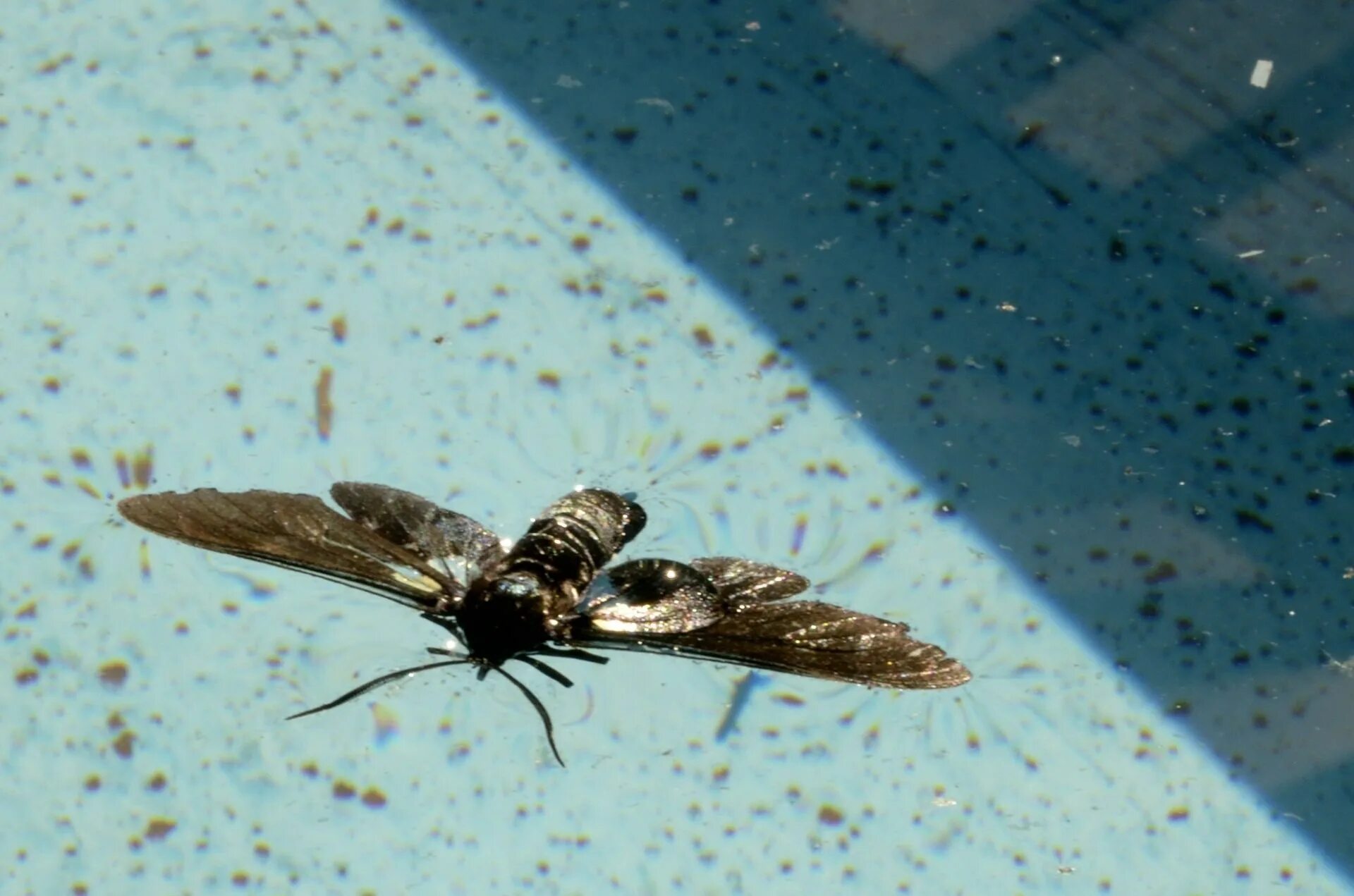 летающие насекомые. оса сколия и шершень. черные осы шершни. тарантороловый ястреб. майский жук рогач.