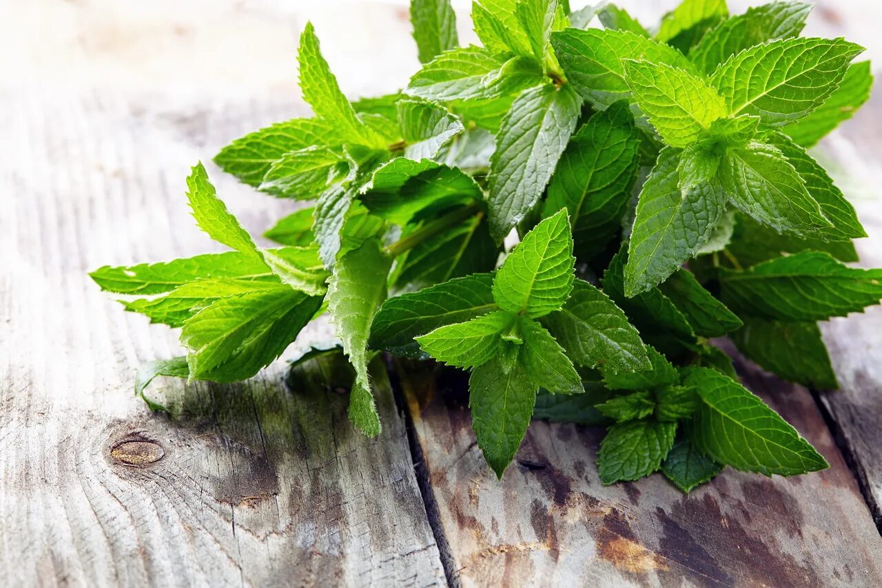 Мята фото. Мята перечная. Мята перечная трава. Мята перечная - Mentha piperita l.. Мята перечная Méntha piperíta.