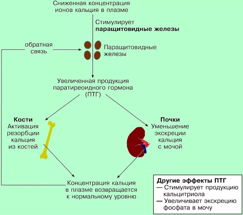 Изменения кальция в крови