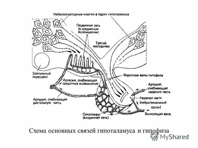 Нейрогемальные органы характеризуются. Нейрогемальные органы. Медиобазальный отдел. Что такое нейрогемальный орган гистология. Что такое нейрогемальный орган гистология.