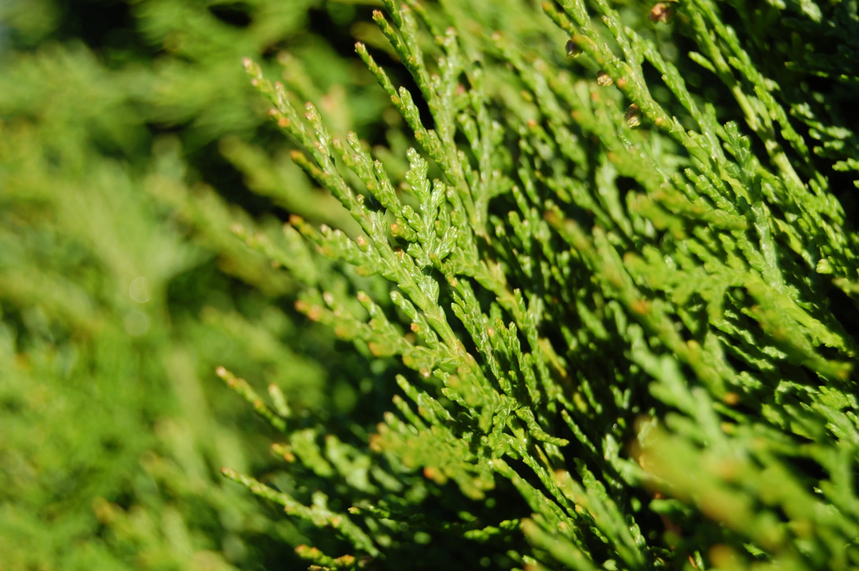 Туя Западная Рейнголд. Туя Западная - Thuja occidentalis 'Rheingold'. Можжевельник Рейнгольд. Туя Западная Рейнголд Rheingold. Туя западная это хвойное