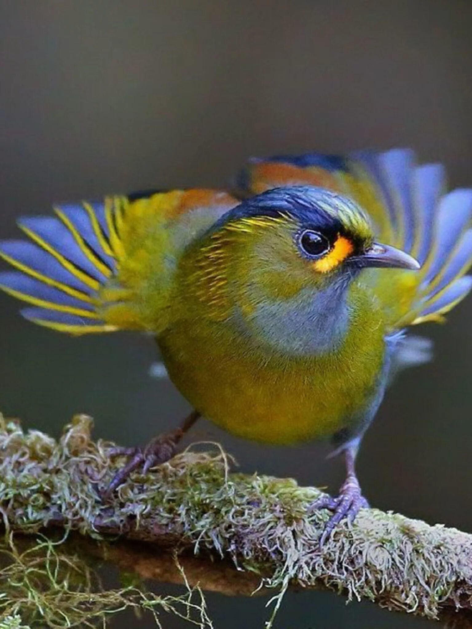Wiki bird